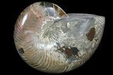 Polished Nautilus Fossil - Madagascar #81863-1